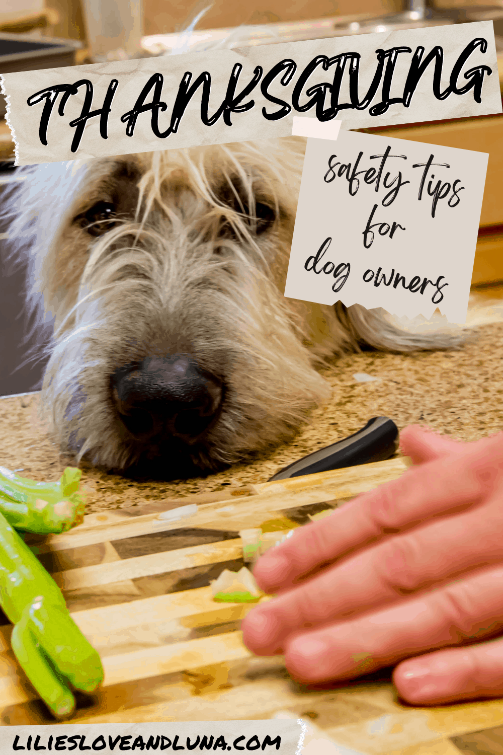 A dog looking at food on a counter with the words Thanksgiving safety tips for dog owners.
