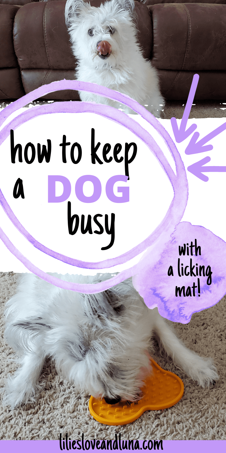 Pin image of a small white dog with a lick mat.