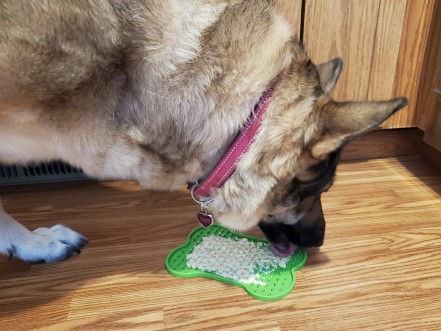 German shepherd licking a green bone shaped lick mat.