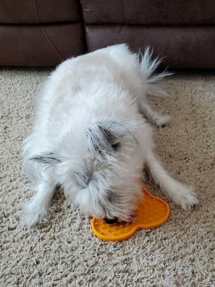 Small white dog laying down licking a yellow lick mat.