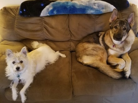 White dog and German Shepherd laying on a couch.