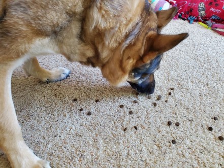 German Shepherd eating kibble that was spread out on the floor.