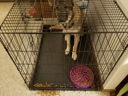 German Shepherd in a wire kennel with a slow feeder bowl and food spilled out of it.