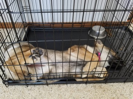 German Shepherd puppy sleeping in a wire kennel with an upside down bowl and spilled kibble.