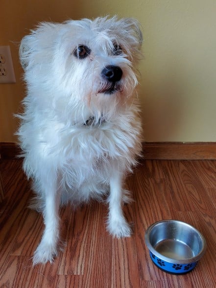 Poodle terrier mix with a non-skid food bowl.