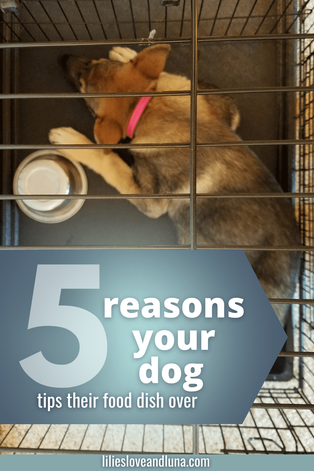 Pin image of 5 reasons your dog tips their food dish over with a German Shepherd puppy sleeping next to an upside down food bowl.