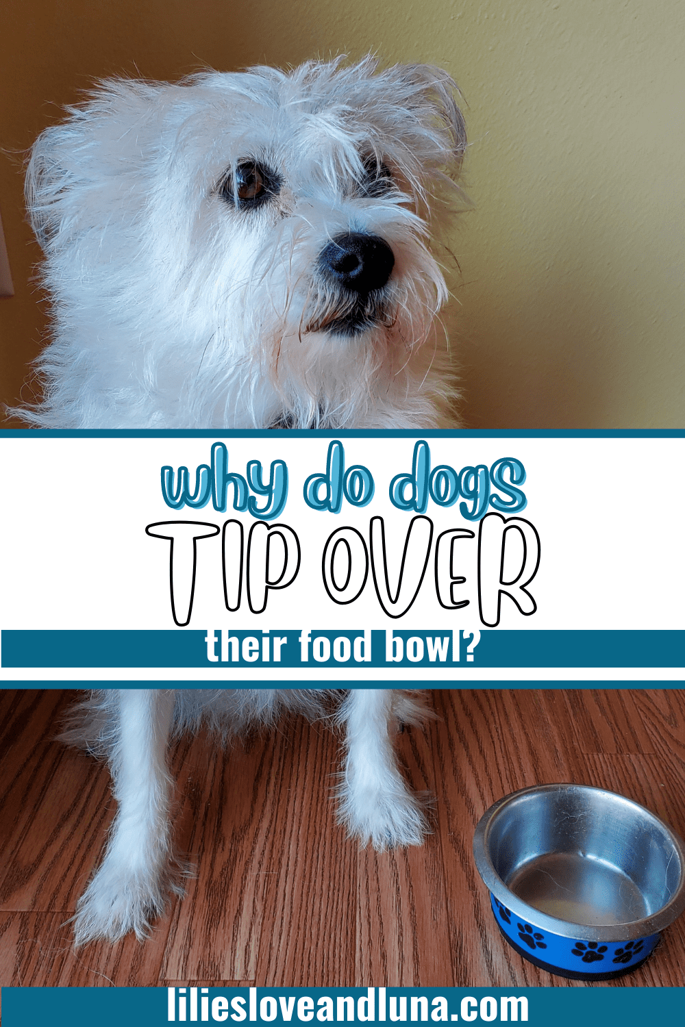 Pin image of why dogs tip their food bowl over with a poodle terrier sitting next to an empty food bowl.