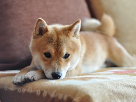 A dog sniffing a blanket on a couch.