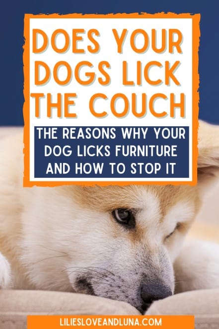 Pin image of does your dog lick the couch the reasons why your dog licks furniture and how to stop it with a dog sniffing couch cushions.