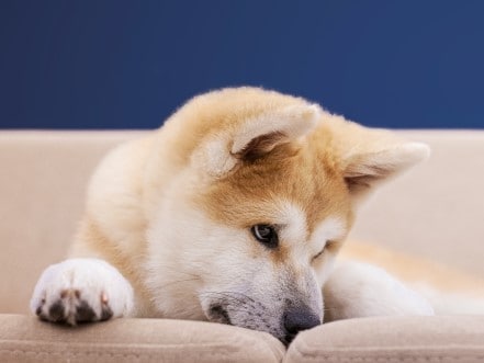 A dog sniffing couch cushions.