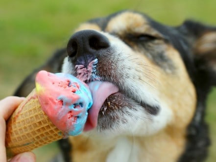 A dog licking an ice cream cone.