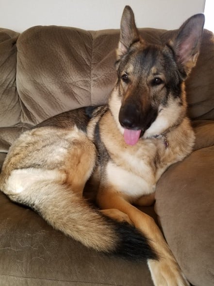 German Shepherd laying on a couch with it's tongue out.