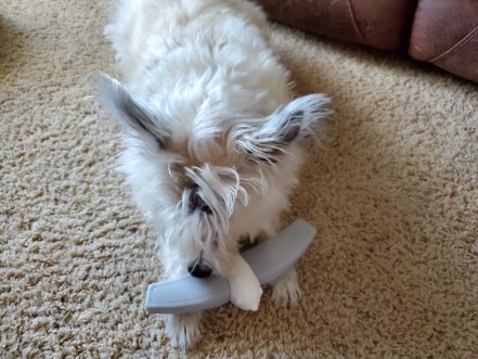 White poodle terrier chewing on a bird shaped chew toy.