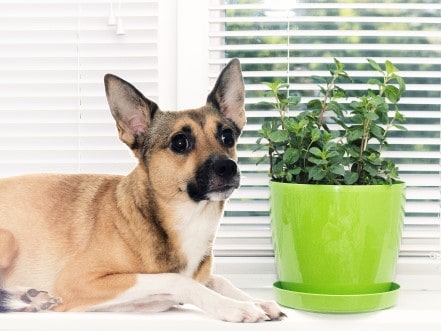 A dog laying next to a pot of mint.