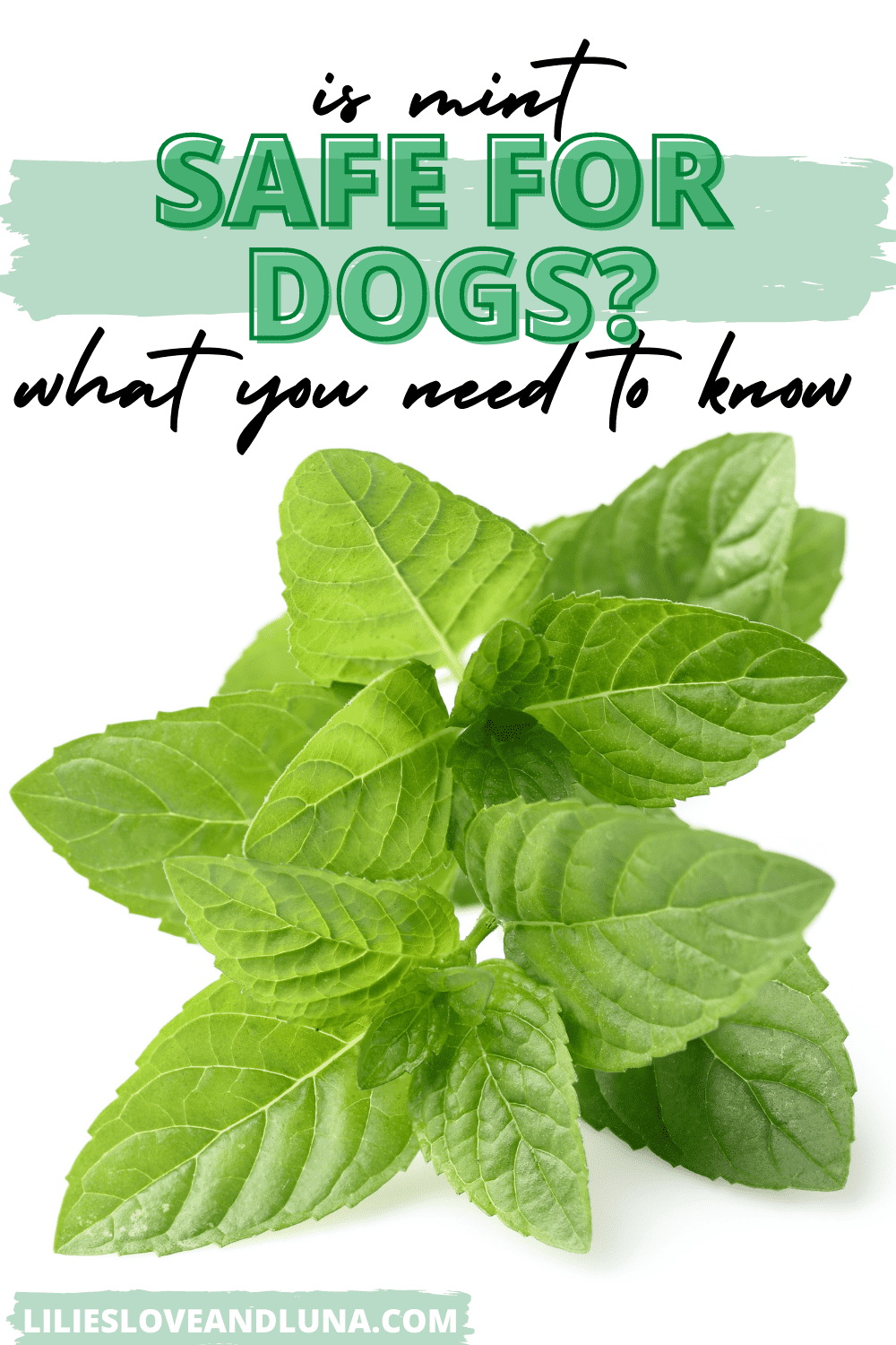 Pin image of is mint safe for dogs what you need to know with a bunch of mint.