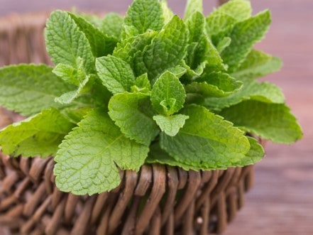 Mint in a wicker basket.