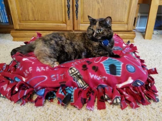 Tortoiseshell cat laying on fleece tie blanket dog bed.