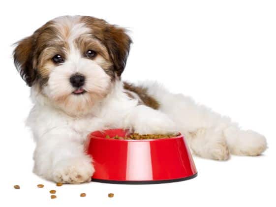A dog with a kibble on the floor next to a red dog food bowl.
