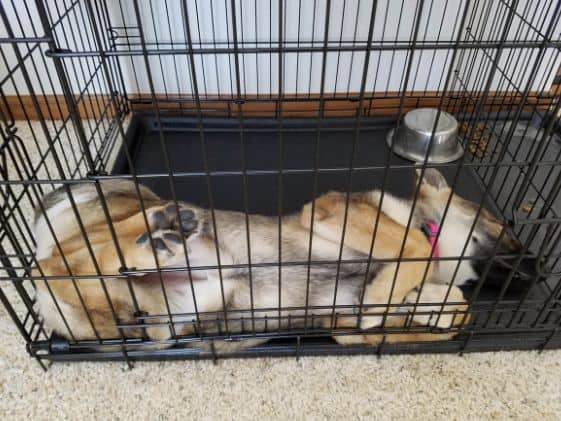 German Shepherd laying on her back in a wire crate.