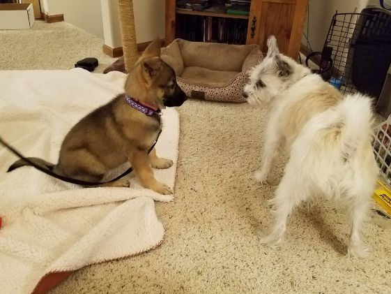 German shepherd puppy meeting a white poodle terrier.