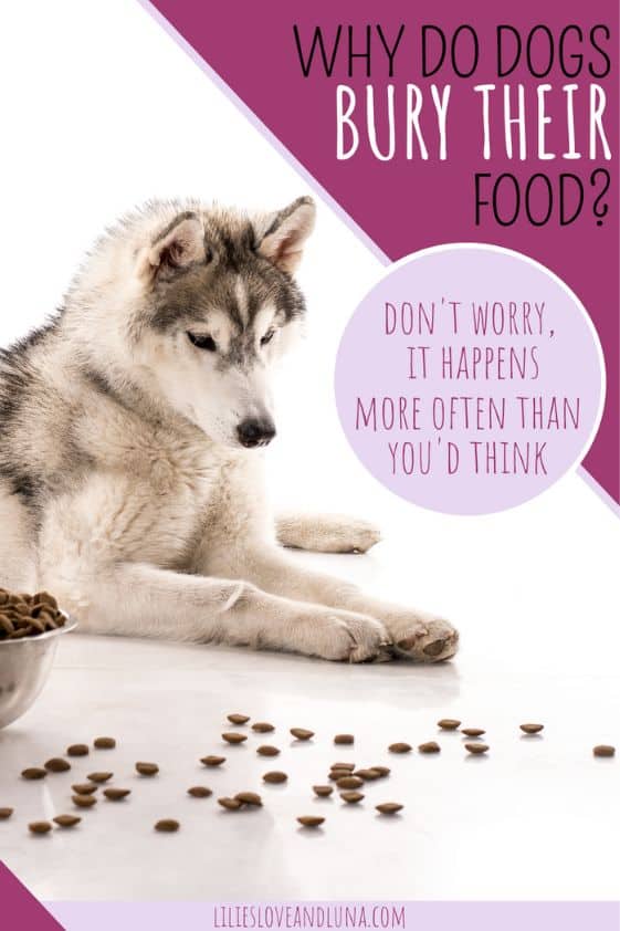 Pin image for why dogs bury their food with a husky puppy looking at spilled dog food.