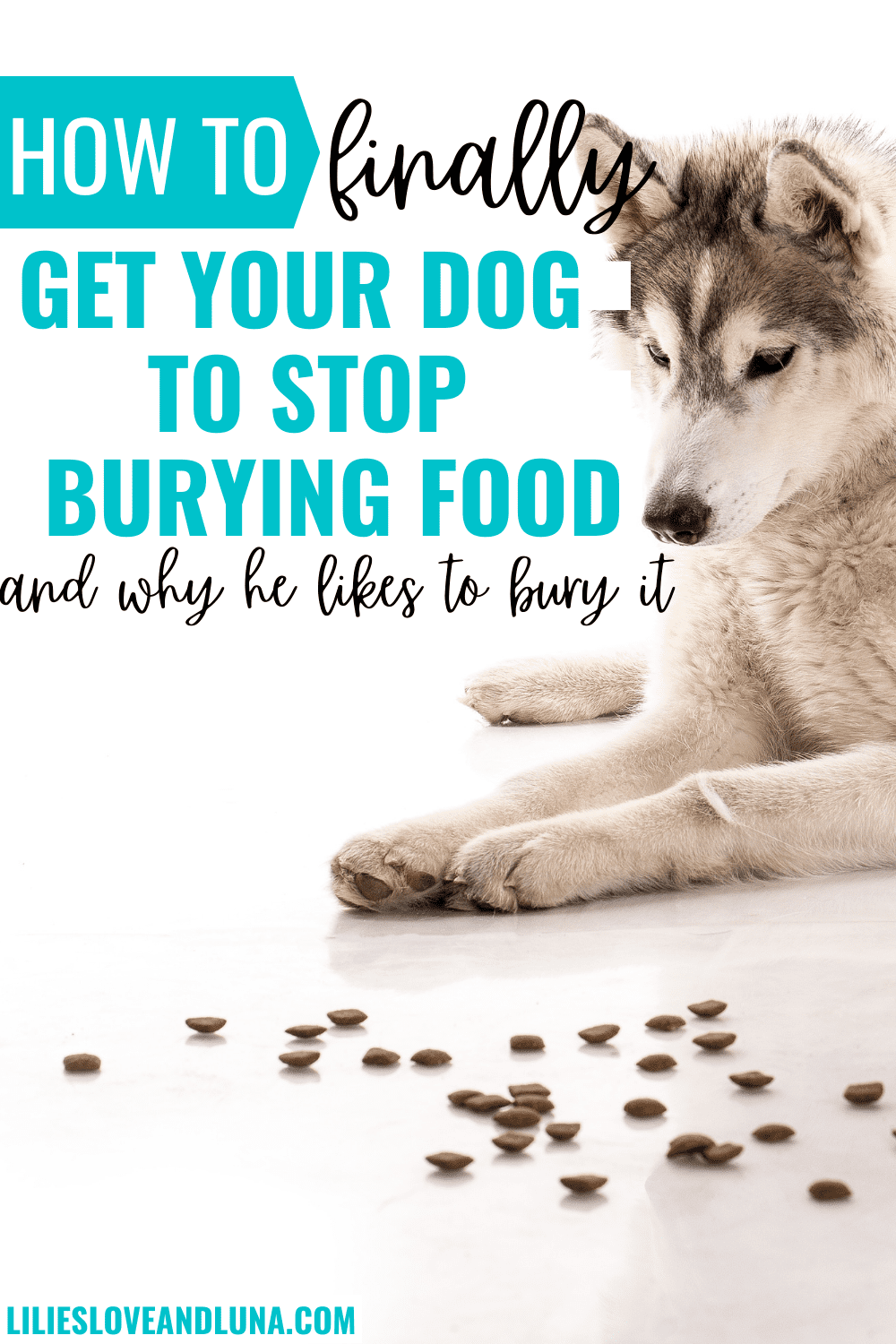 Pin image for how to finally get your dog to stop burying food and why he likes to bury it with a husky puppy looking at spilled kibble.