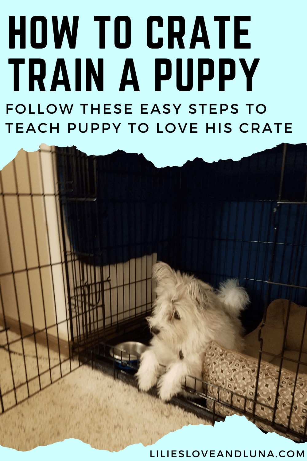 Pin image for how to crate train a puppy with a white dog laying in a wire crate next to a dog bed.