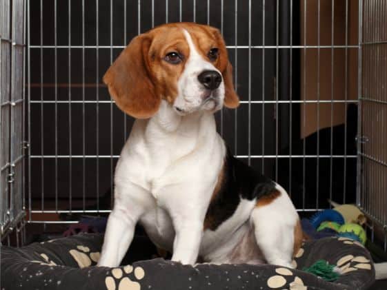A dog sitting on a dog bed in a wire crate.