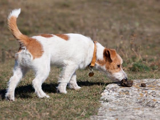 Small brown and white dog sniffing dog poop on the ground.