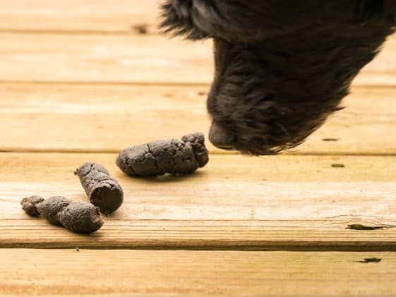 Dog sniffing poop.