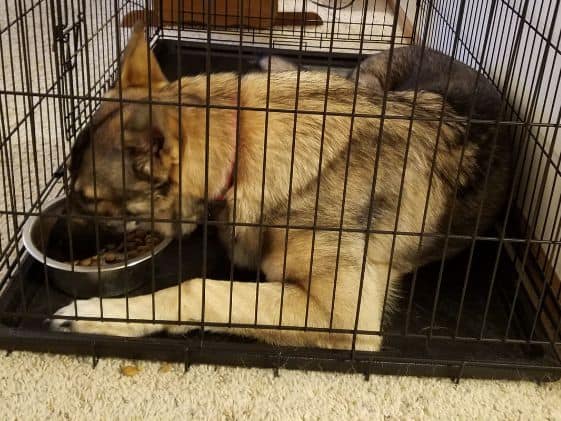 German shepherd eating laying down.