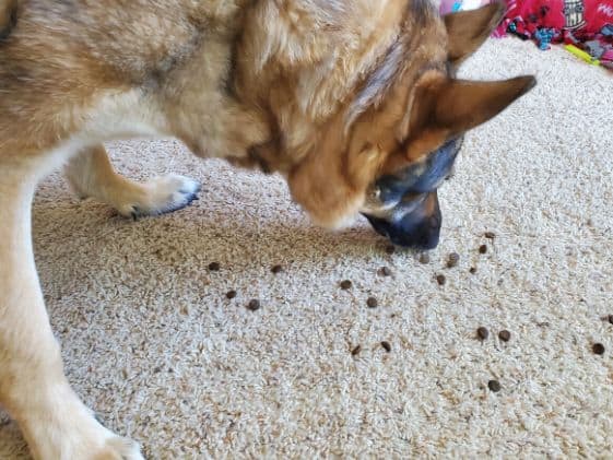 German Shepherd eating kibble that is spread on the floor.