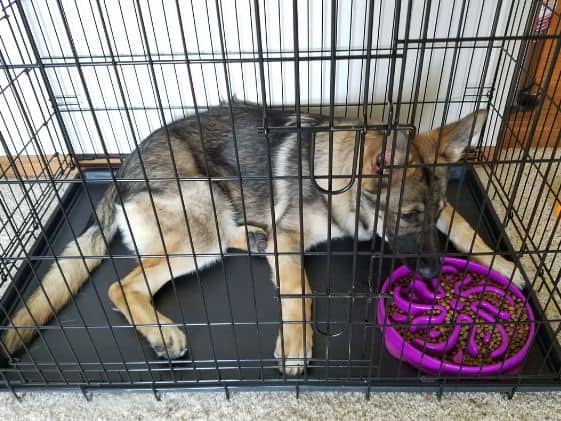 German Shepherd laying down to eat.