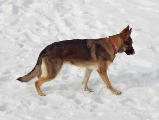 German Shepherd walking in the snow while licking her mouth