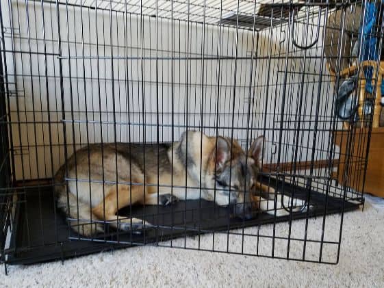 German Shepherd sleeping in wire crate.