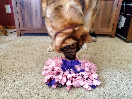 German Shepherd using a snuffle mat.