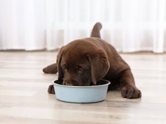 Lab puppy eating laying down.