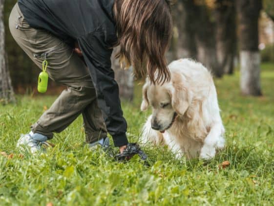 Lady picking up dog poop.