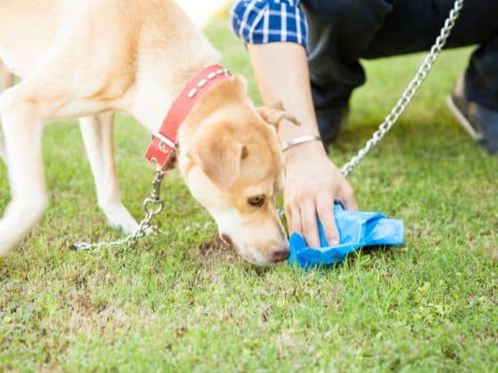 A man picking up dog poop that is being sniffed by a dog.