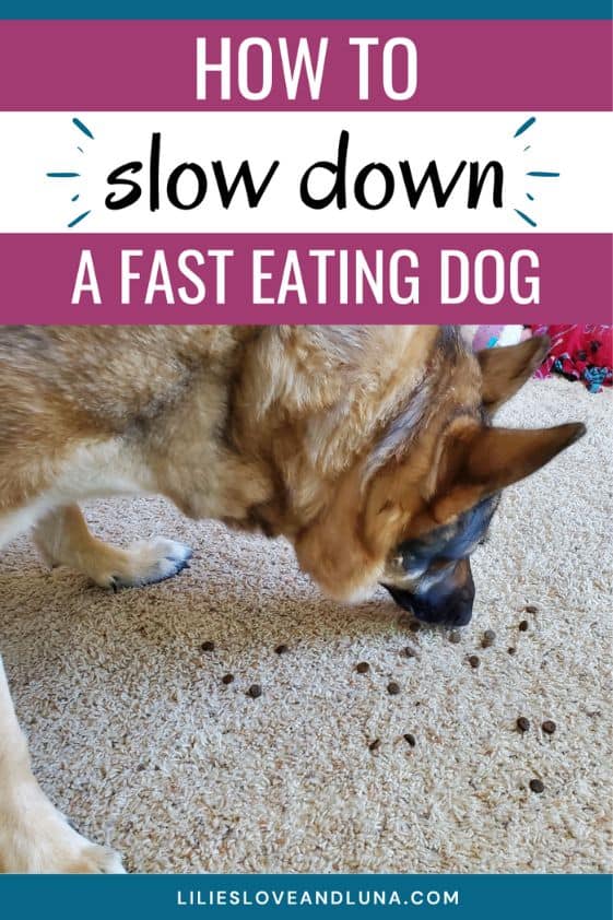 Pin image for how to slow down a fast eating dog with a German Shepherd eating kibble off the floor.