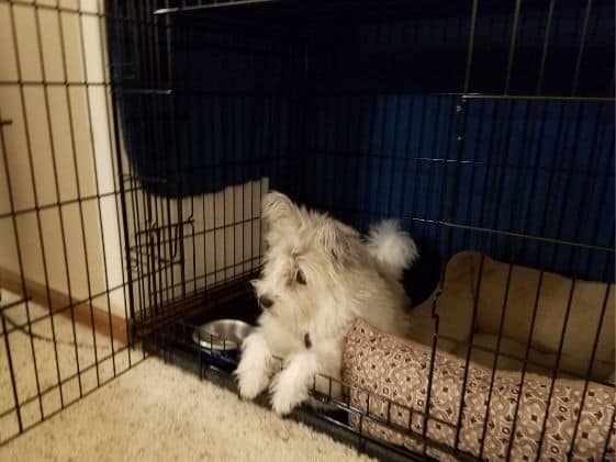 Poodle Terrier laying next to a dog bed in a wire crate.