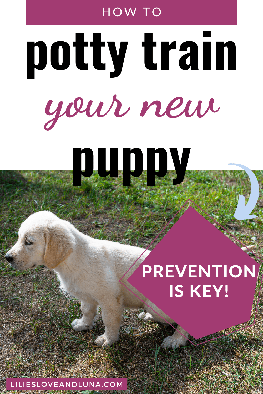 Pin image of how to potty train your new puppy with a puppy going potty in the grass.