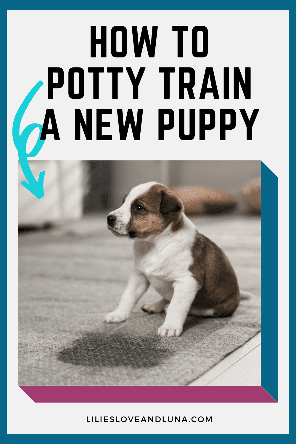 Pin image of how to potty train a new puppy with a puppy next to a wet spot on the carpet.
