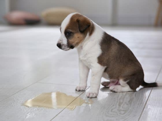 A puppy sitting next to a puddle of urine.