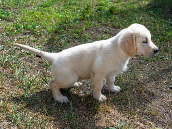 A puppy peeing in the grass.