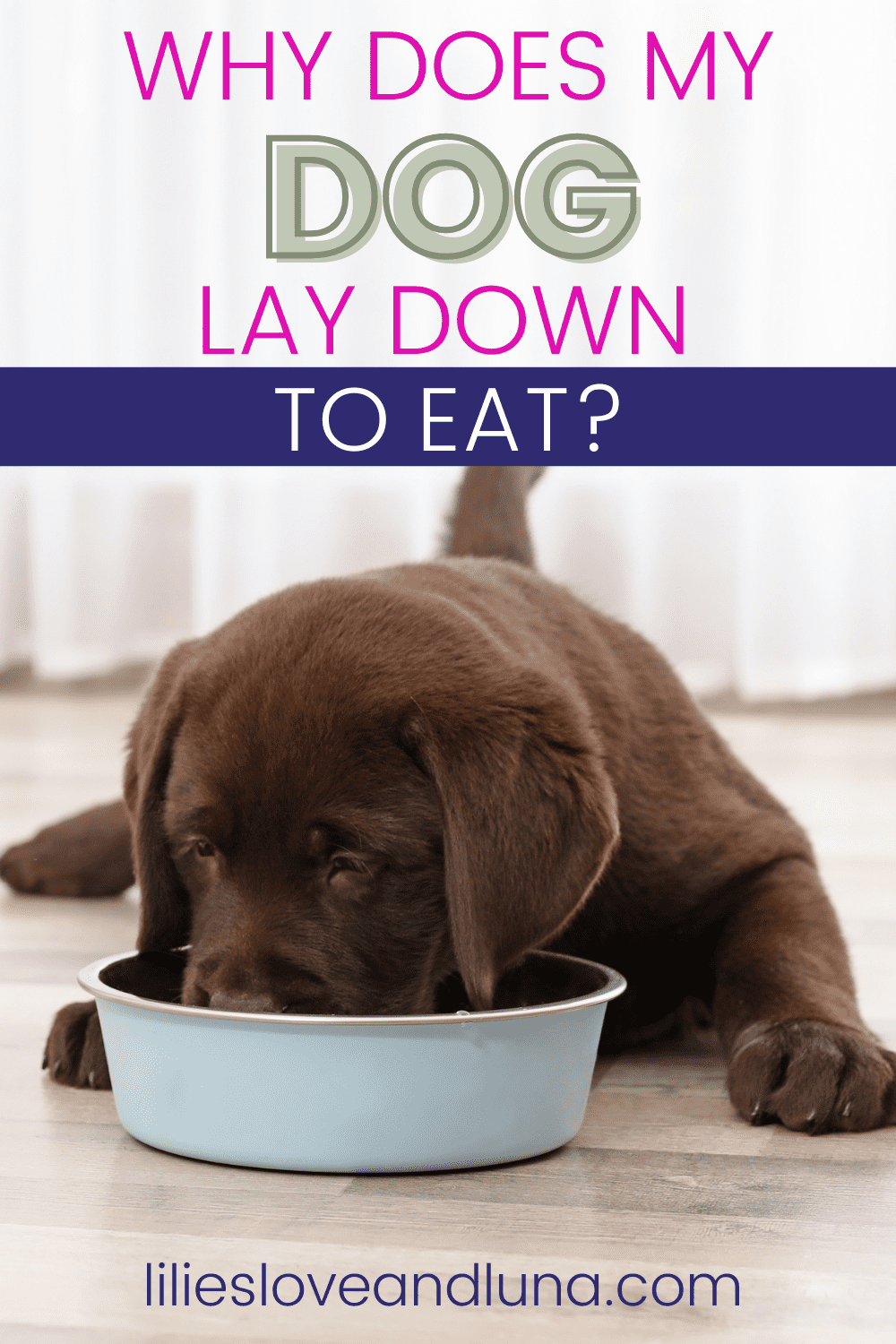 Pin image of why does my dog lay down to eat with a lab puppy eating laying down.