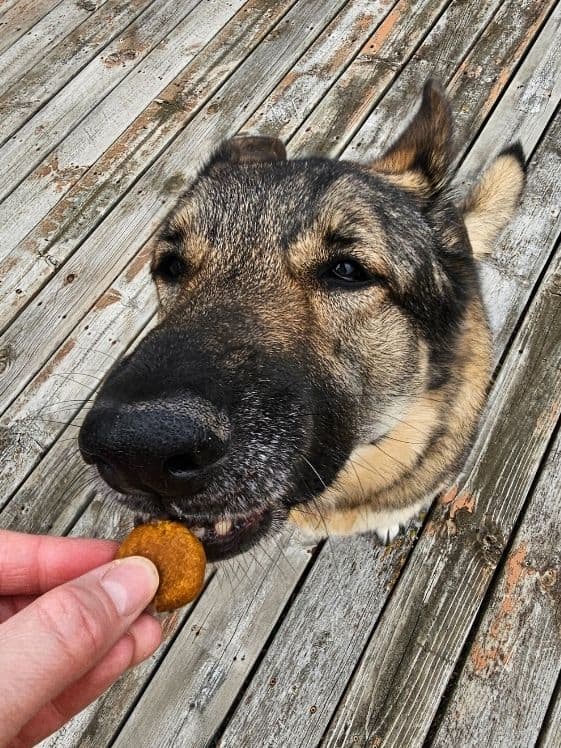 A German Shepherd about to bite a soft peanut butter pumpkin dog treat.