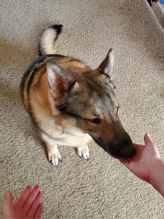 A German shepherd sniffing an open hand.
