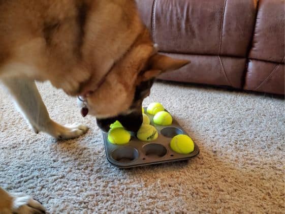 A German Shepherd biting a tennis ball to remove it from a muffin tin.