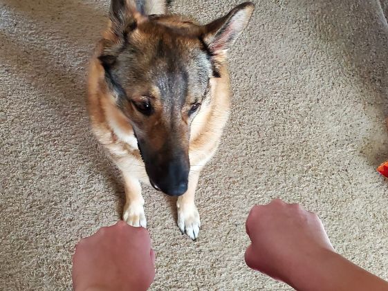German shepherd looking at 2 closed fists.